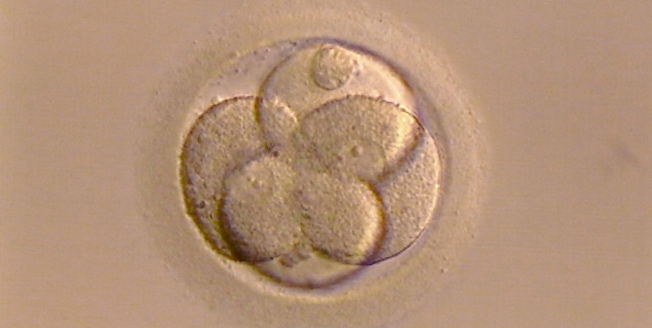 Befrugtet egg