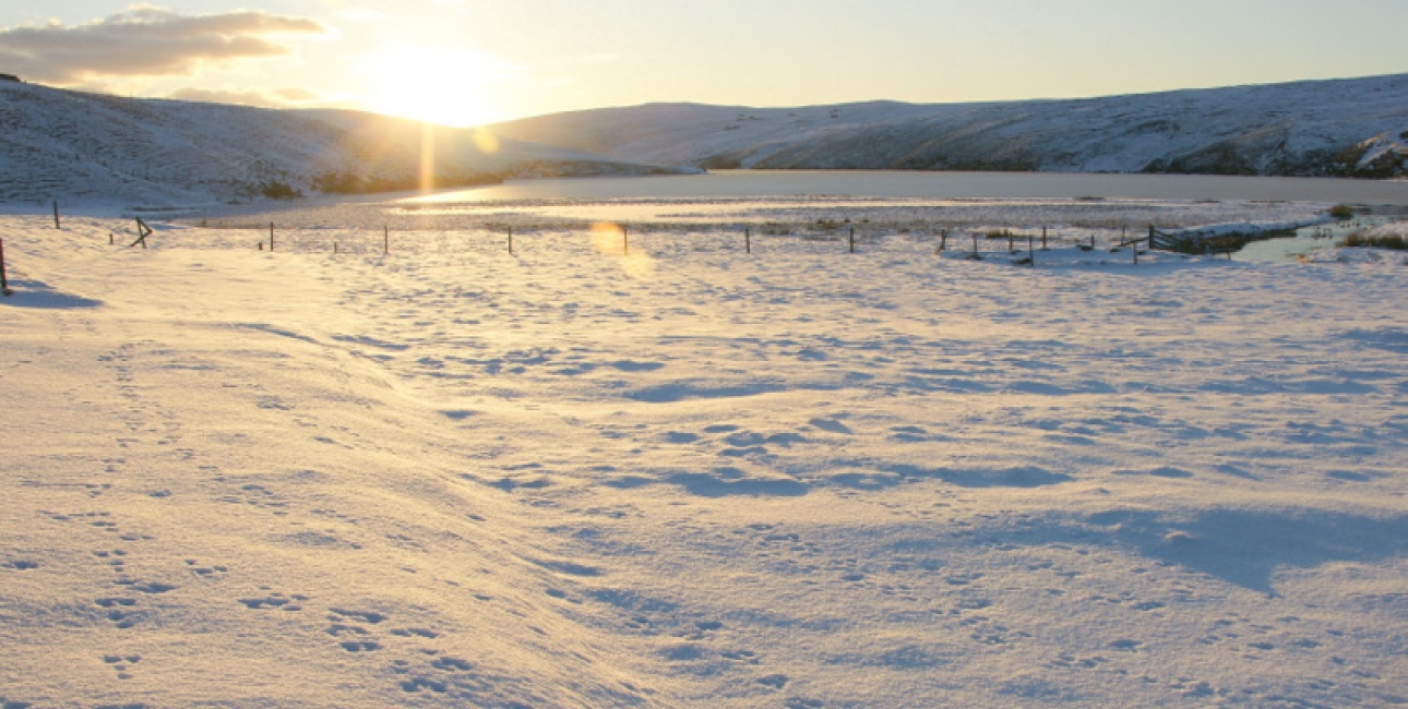 Sol på sne. Foto: Mike Pennington, Wikimedia commons. 