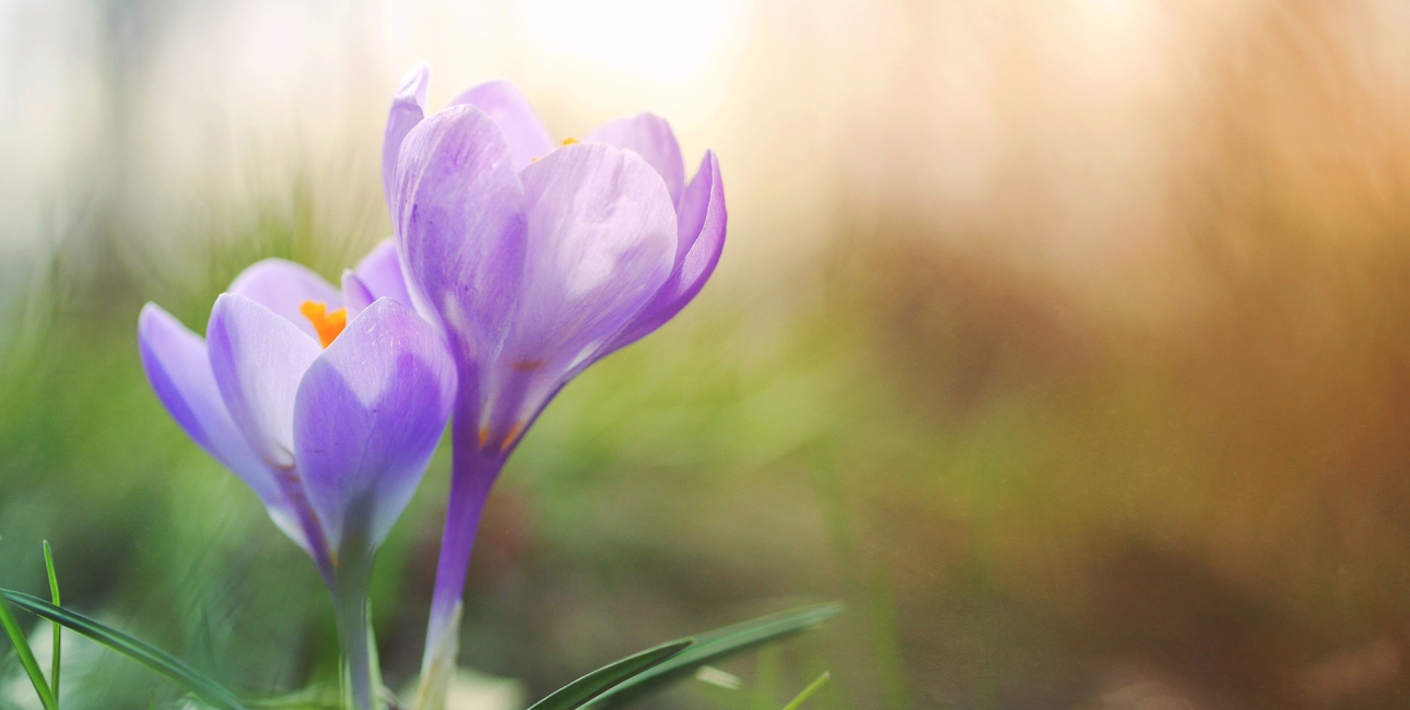 Krokus. Foto: Unsplash.