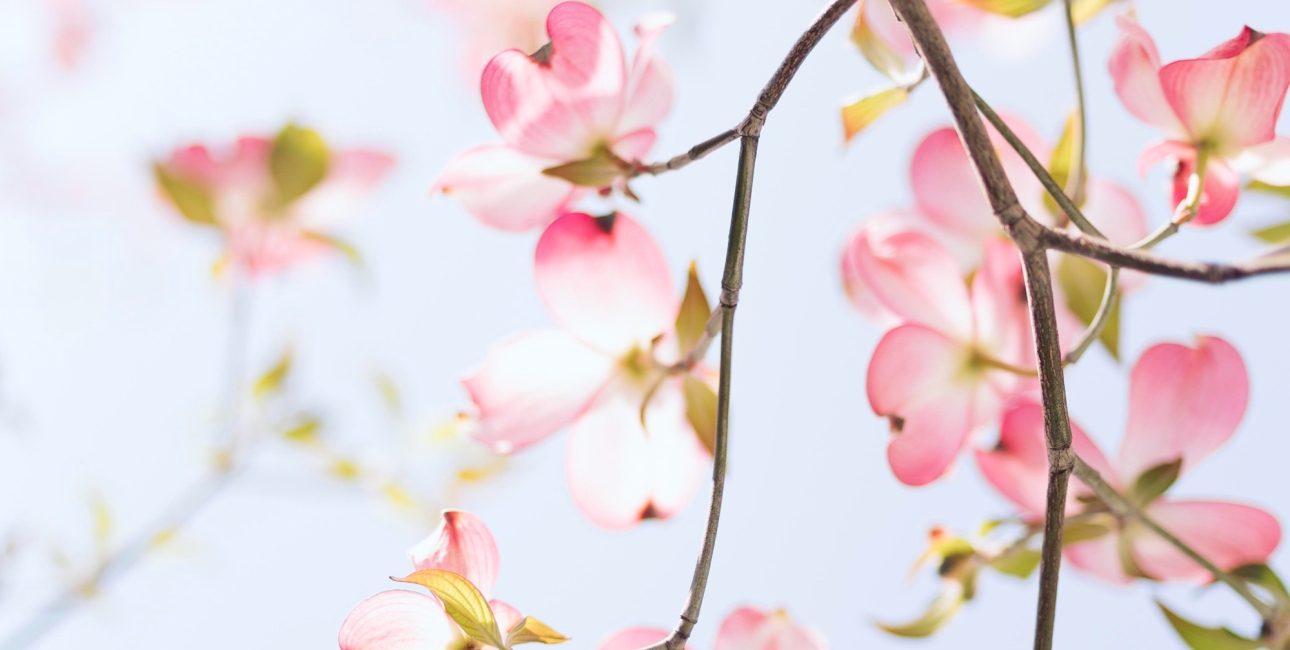 Kirsebærblomster. Foto: Unsplash.