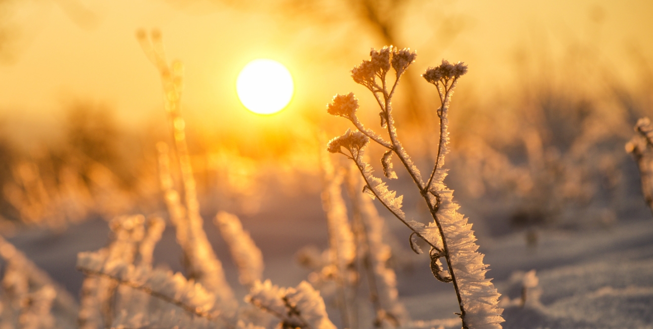 Vintersol. Foto: Pelle Zoltan / Shutterstock.