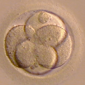 Befrugtet egg