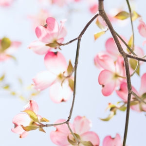 Kirsebærblomster. Foto: Unsplash.