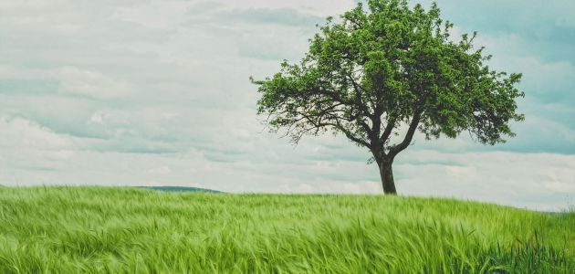 Træ. Foto: Unsplash.