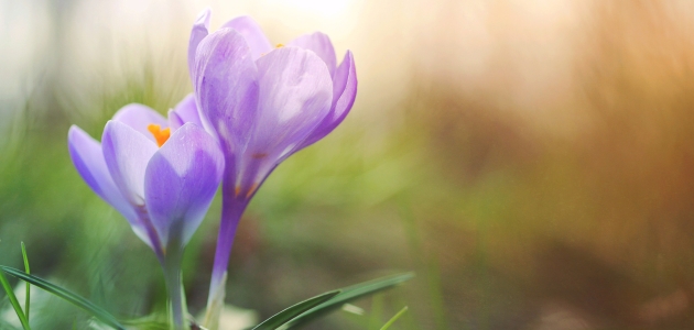 Krokus. Foto: Unsplash.