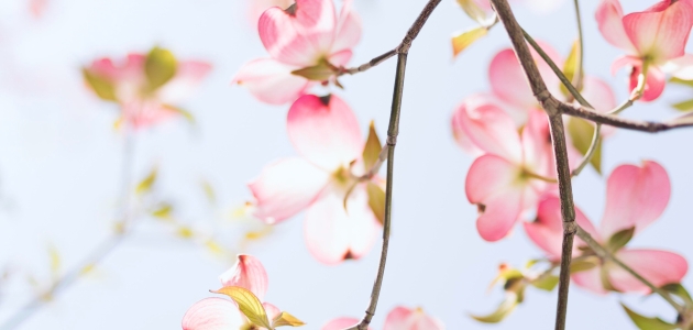 Kirsebærblomster. Foto: Unsplash.