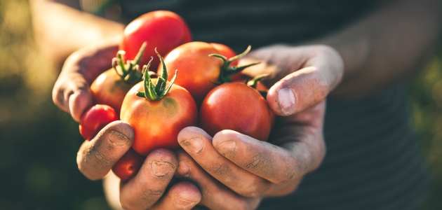 Tomater. Foto: Shutterstock / Mongione.